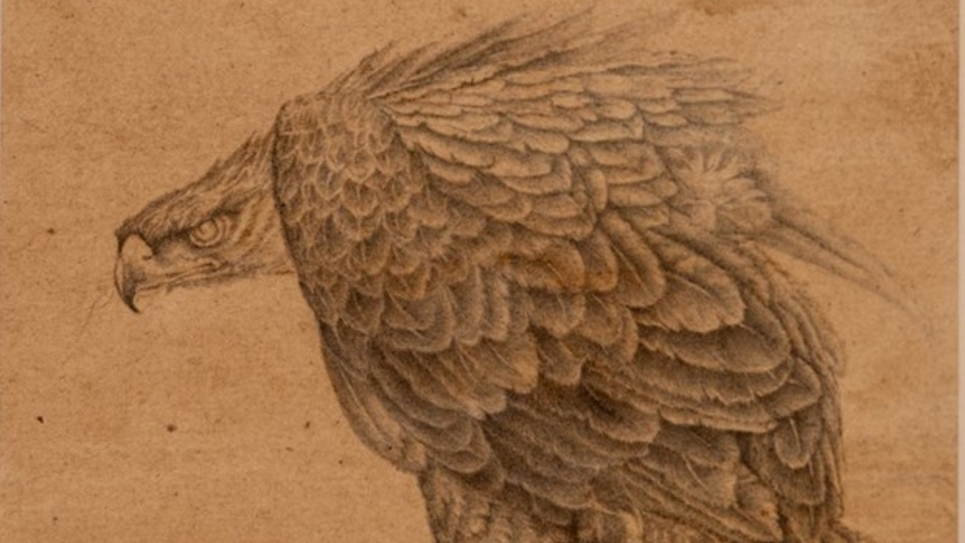 Falcont, Siyahi Qalam